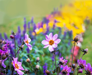 Obraz na płótnie Canvas Beautiful pink dahlia flowers in summer garden