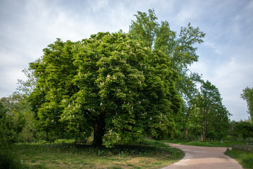 Chestnut tree four seasons set: spring afternoon, april