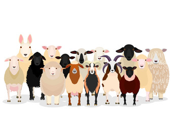 various sheep group