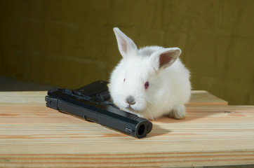 Obraz premium White rabbit with gun