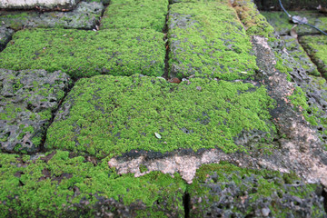 Bright Green moss on a gray brick wall