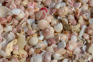 shell and stone pieces