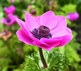 Showy and bright Purple Anemone Coronaria flower on colorful background.