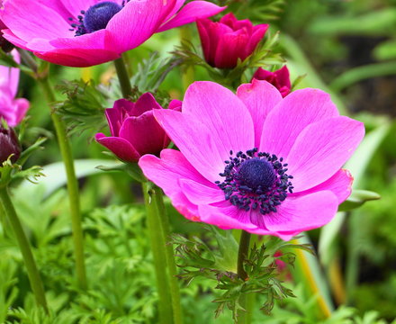 Showy and bright Purple Anemone Coronaria flower on colorful background.