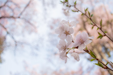 長野の桜３
