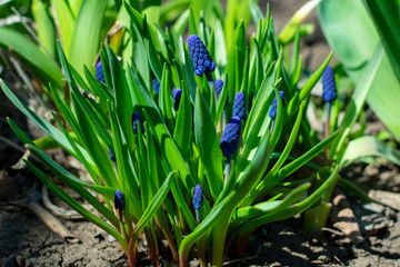 Blue muscari flower bushes on a flower bed on a spring day