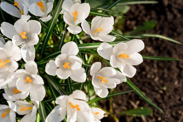 White crocuses. The first spring flowers