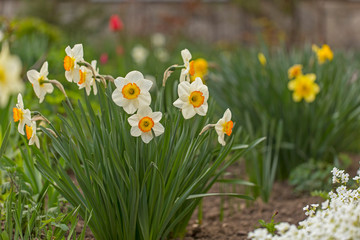 spring, daffodil, flower, garden, daffodils, yellow, background, grass, springtime, green, narcissus, nature, flowers, season, blossom, abstract, plant, easter, petal, blooming, beautiful, floral, bri