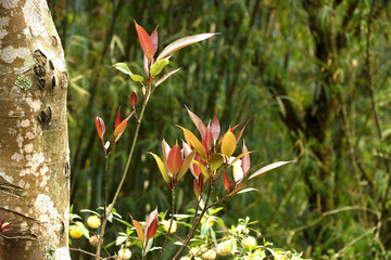 Incredible North Sikkim