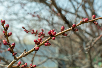 swollen buds on tree branches in the garden in spring
