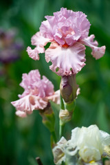  Colorful irises in the garden, perennial garden. Gardening. Bearded iris.