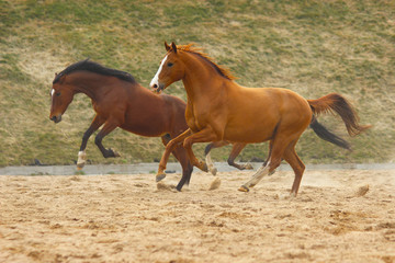 horses boy and girl run and play together, equestrian family