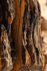 bark of a tree