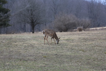 deer eat