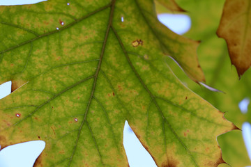 green leaf with yellow