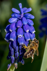 bee an a purple flower