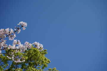 桜｜花 葉桜 季節 素材 バックグラウンド