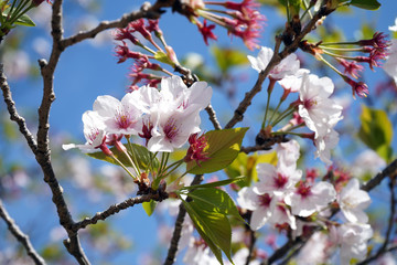 桜｜花 葉桜 季節 素材 バックグラウンド