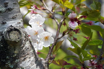 桜｜花 葉桜 季節 素材 バックグラウンド