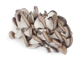 Pile of fresh raw oyster mushrooms