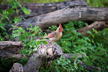 Nature 