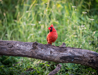 Cardinal