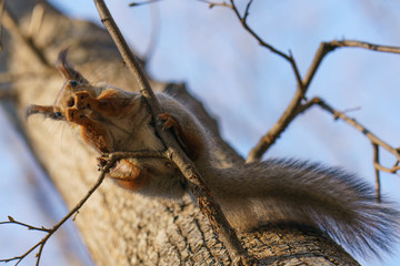 Squirrel with a nut in the spring forest