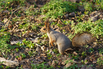 Naklejka na ściany i meble Portrait of a cheerful squirrel on the ground in the park