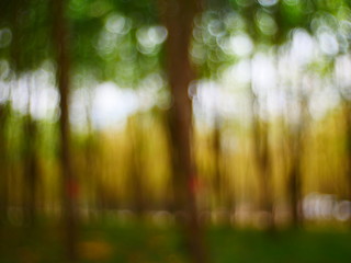bokeh sunlight in the forest background