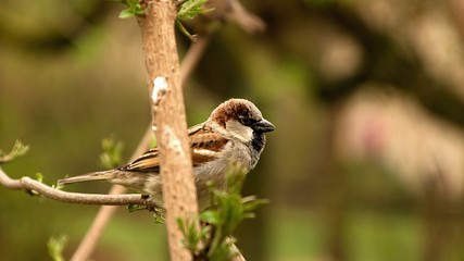 sparrow