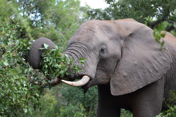 Afrikanischer Elefant / African elephant / Loxodonta africana