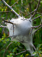 Tent caterpillar nest, aka Lackey moth caterpillars. Malacosoma neustria. On Prunus spinosa bush,...