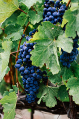 Bunch of blue juicy grapes on the background of green leaves of the vineyard