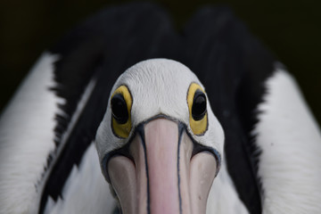 Pelicans, are water birds that have bags under their beaks, black wings, with white bodies - Powered by Adobe