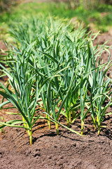 Fototapeta premium Cultivation of green garlic in agriculture.