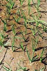Young green onions grown in agriculture.