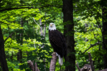 EAGLE STARE