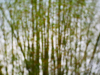 blur green grass in the forest