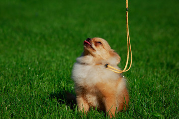 the dog breed pomeranian spitz