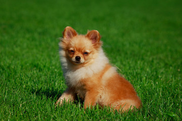 the dog breed pomeranian spitz