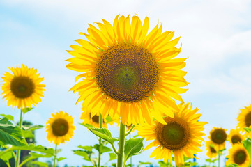 Fototapeta premium Sunflowers blooming on blue sky background ,fresh & daylight summer concept.