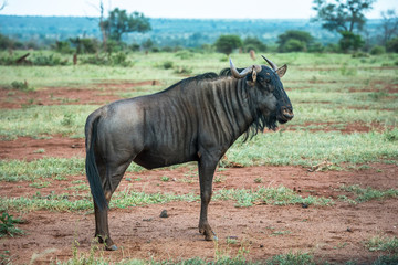 Fototapeta premium Blue wildebeest in Kruger National Park, South Africa