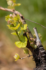 Jeunes feuilles de vigne au printemps