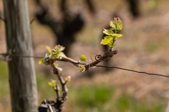 Premiers bourgeons de vigne