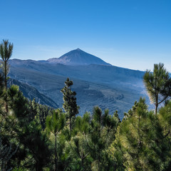 Naklejka na ściany i meble View of the Teide volcano from the pine forest