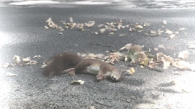 Squirrel hit by car on asphalt forest road. The car rides on a road with dry leaves where lying the dead squirrel.