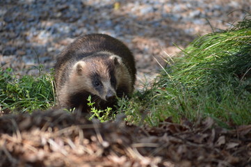 野生のニホンアナグマ