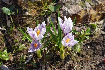 Primroses in spring outdoors in sunny day