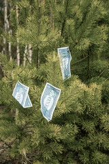 One dollar bills hang on a tree. Concept.