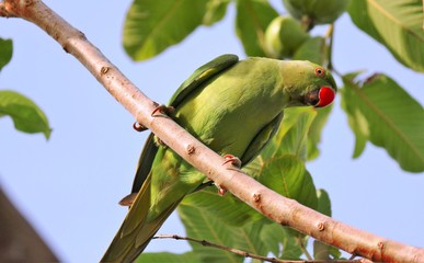 parrot on a branch